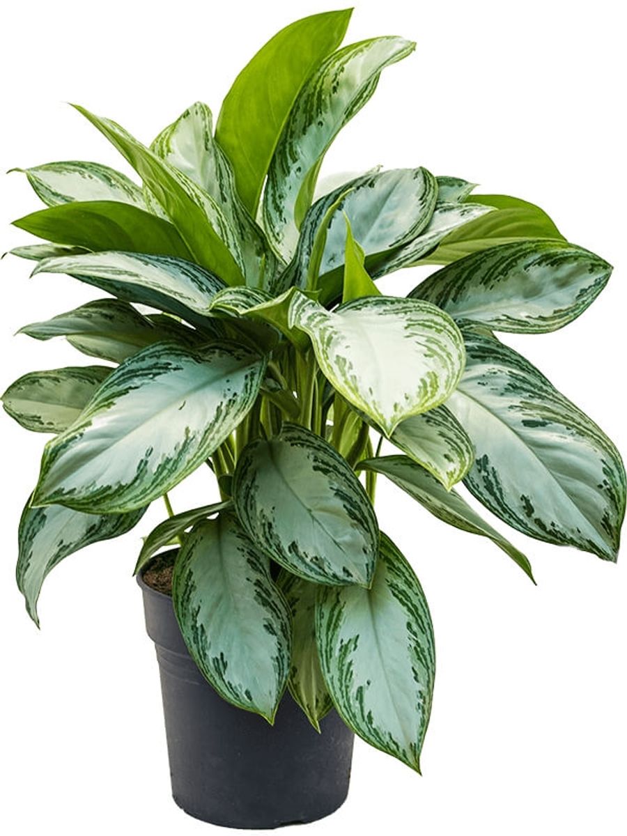AGLAONEMA 