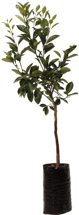 AGRUMI FITOCELLA 