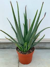 ALOE VERA 