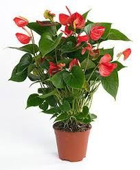 ANTHURIUM PICCOLO 
