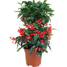 ARDISIA IN VASO 