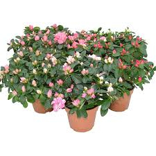 AZALEA GRANDE A CESPUGLIO 