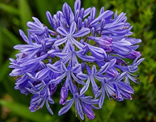 BULBI AGAPANTHUS PZ.1 