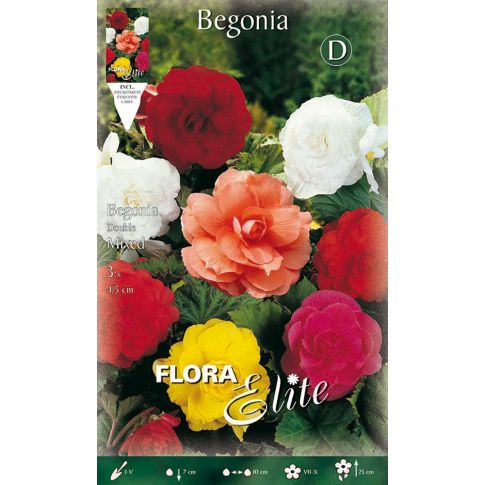 BULBI BEGONIA PZ.3 