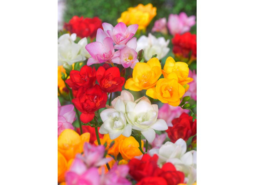 BULBI FREESIA DOUBLE MIX PZ.12 