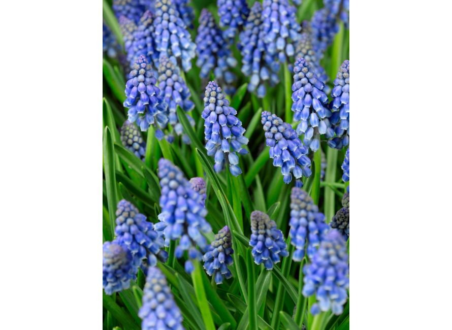 BULBI MUSCARI BLUE 15 B 