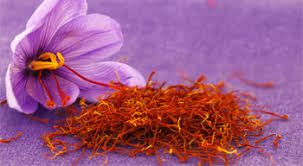 BULBI CROCUS SATIVUS ZAFFERANO PZ.10 