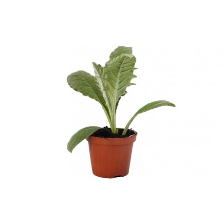 CARCIOFO SPINOSO 