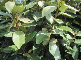 ELEAGNUS VASO 18 