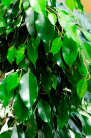FICUS BENGIAMIN MEDIO 