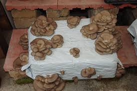 FUNGAIA PLEUROTUS OSTREATUS LT.35 