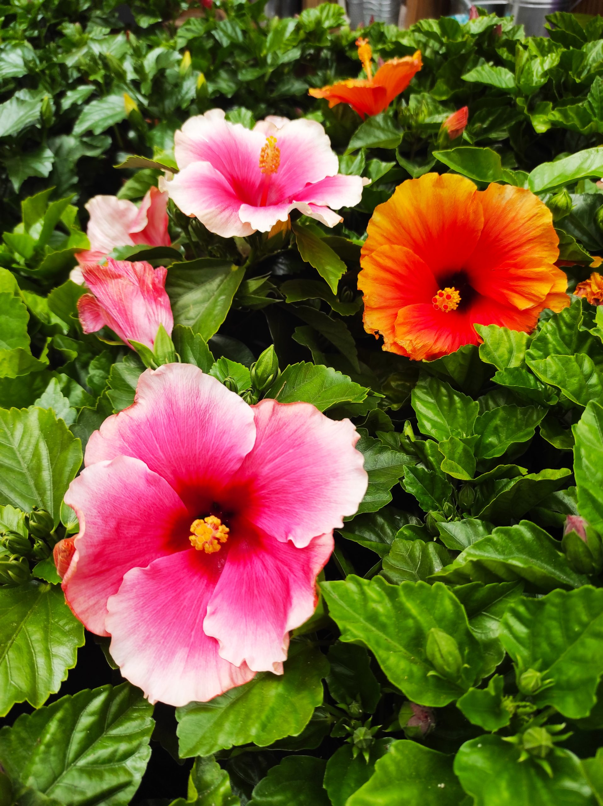 HIBISCUS 