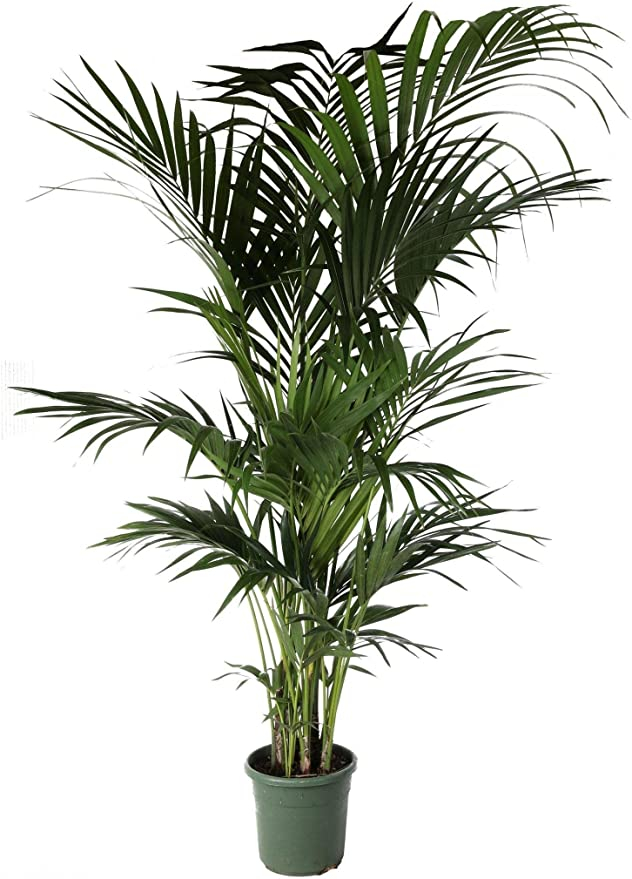 KENTIA 