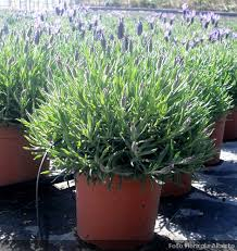 LAVANDA VASO 14 