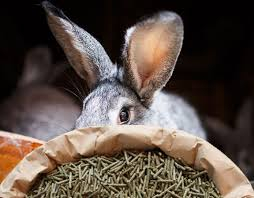 MANGIME X CONIGLI KG.10 