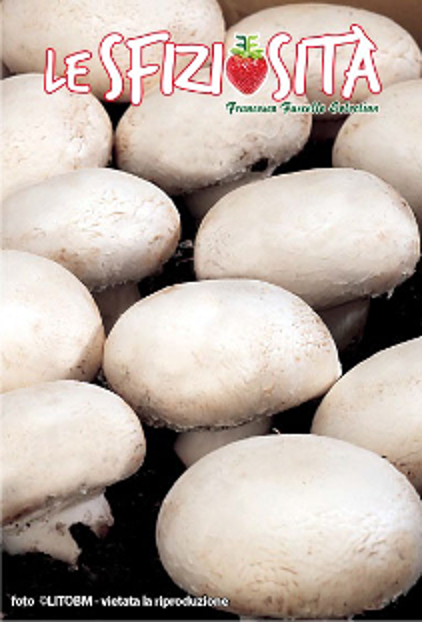 MICELIO FUNGHI CHAMPIGNON GR.25 