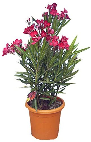 OLEANDRO VASO 24 