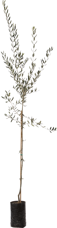 OLIVO 2 ANNI 