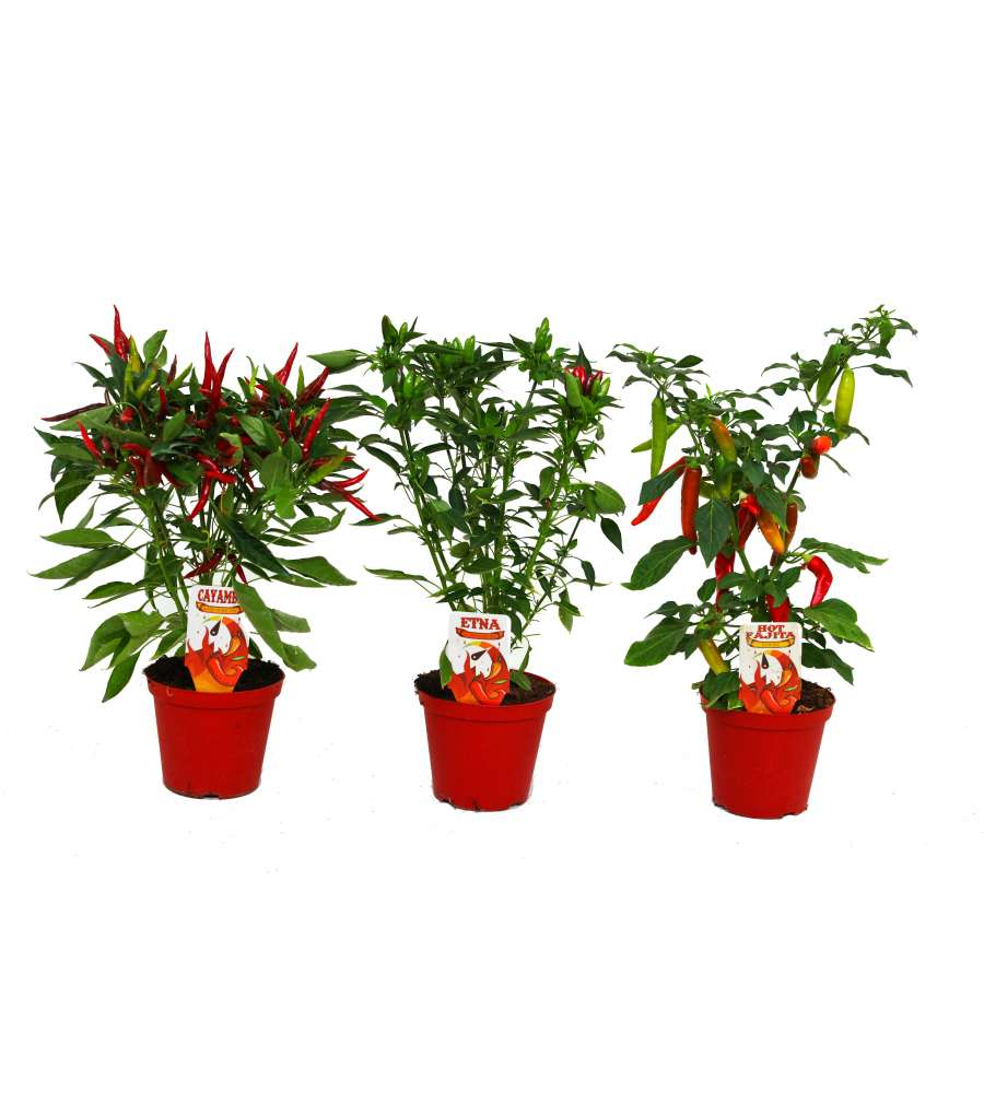 PEPERONCINO VASO 14 