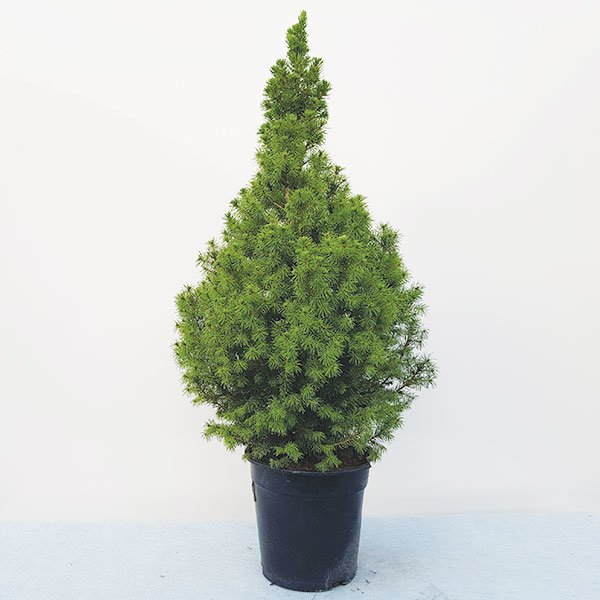 PICEA 