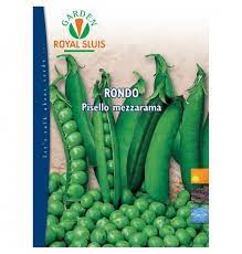 PISELLO RONDO KG.1 