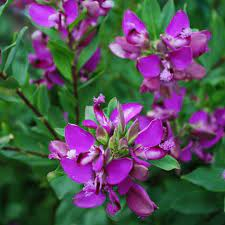 POLYGALA VASO 18 