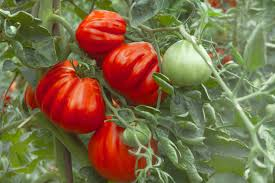 VASCHETTA POMODORO CUORE DI BUE 