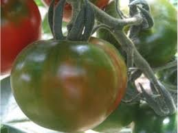 VASCHETTA POMODORO TIPO CAMONE 