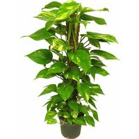 POTHOS GRANDE 