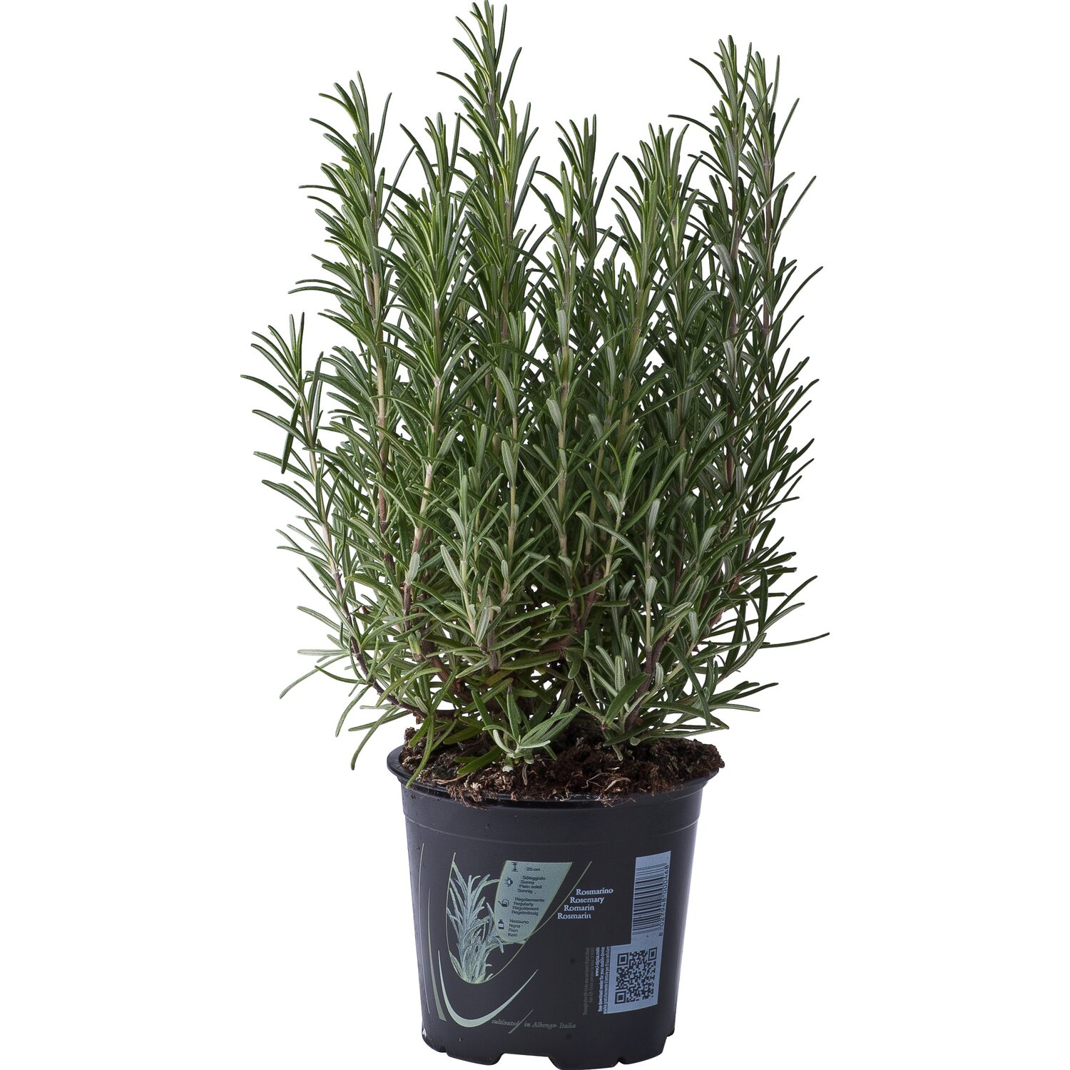 ROSMARINO VASO 18 
