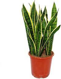SANSEVERIA PICCOLA 