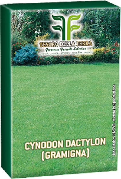 SEME GRAMIGNA CYNODON DACTYLON GR.500 