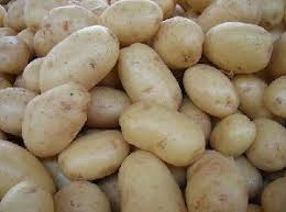 SEME PATATE SPUNTA 28/35 KG.2,5 
