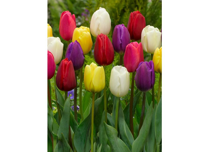 TULIPANI MIX 25 BULBI 