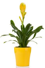 VRIESEA 