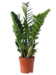 ZAMIOCULCAS MEDIA 